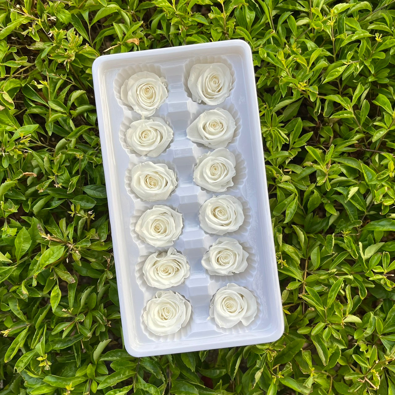 ✿ 台灣現貨 ✿R12 永生玫瑰 3~4cm玫瑰 Ａ級 12朵裝 永生花 不凋花