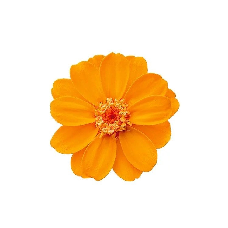 【台灣現貨】花大伯 03461 日本大地農園 小百日草 百日草 百日菊 單朵拆售 滿12朵享湊盒優惠 不凋花 永生花