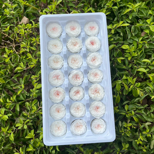 【台灣現貨】花大伯 OR21 永生玫瑰 2~3cm奧斯汀 泡泡玫瑰 巧克力奧斯汀 Ａ級 21朵裝 不凋花