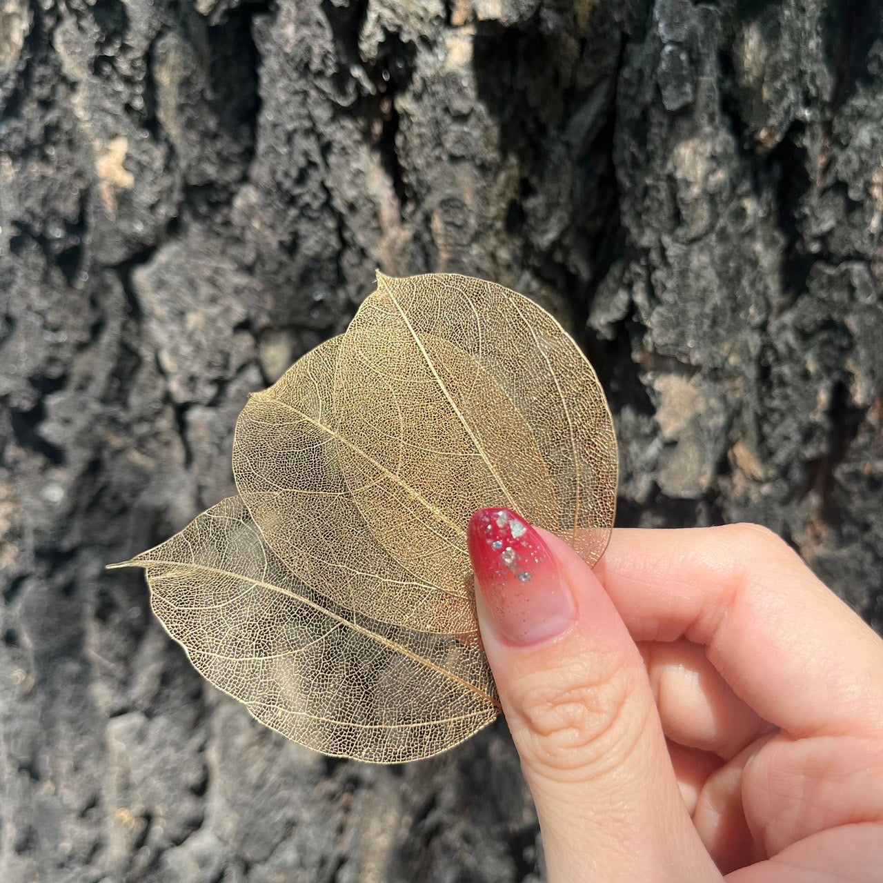 DA052 葉脈 骨架葉 永生葉材 葉片 橡栗葉 橡葉 貝克斯葉 腐蝕葉 DIY批發 手作花材 室內居家裝