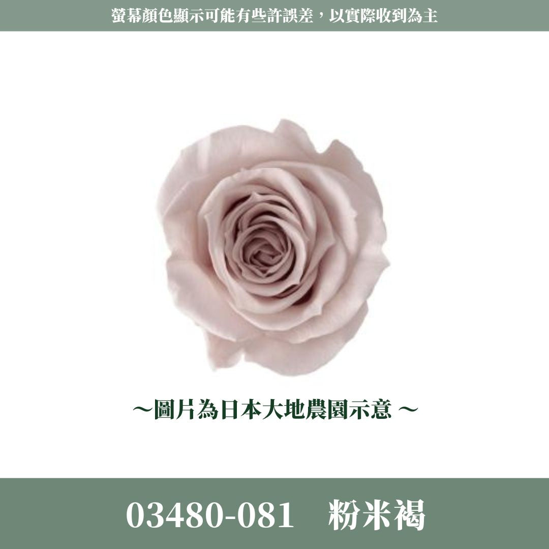 03480 中玫瑰