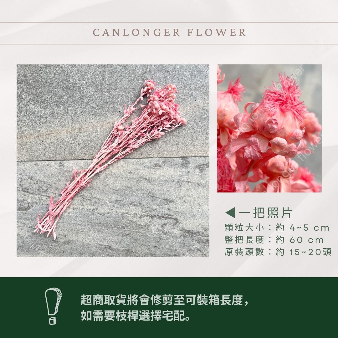 PA006 橙菠蘿 約15頭 台灣現貨