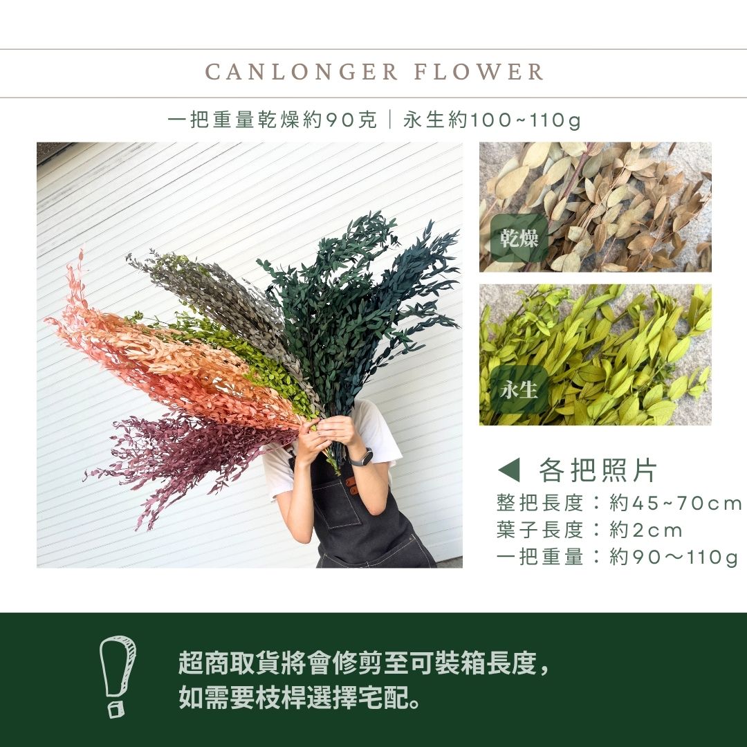 PL004 DL004 原裝細葉尤加利｜進口不凋細葉尤加利 乾燥花 永生花 不凋花 細葉尤加利 小葉尤加利 乾燥花束花材