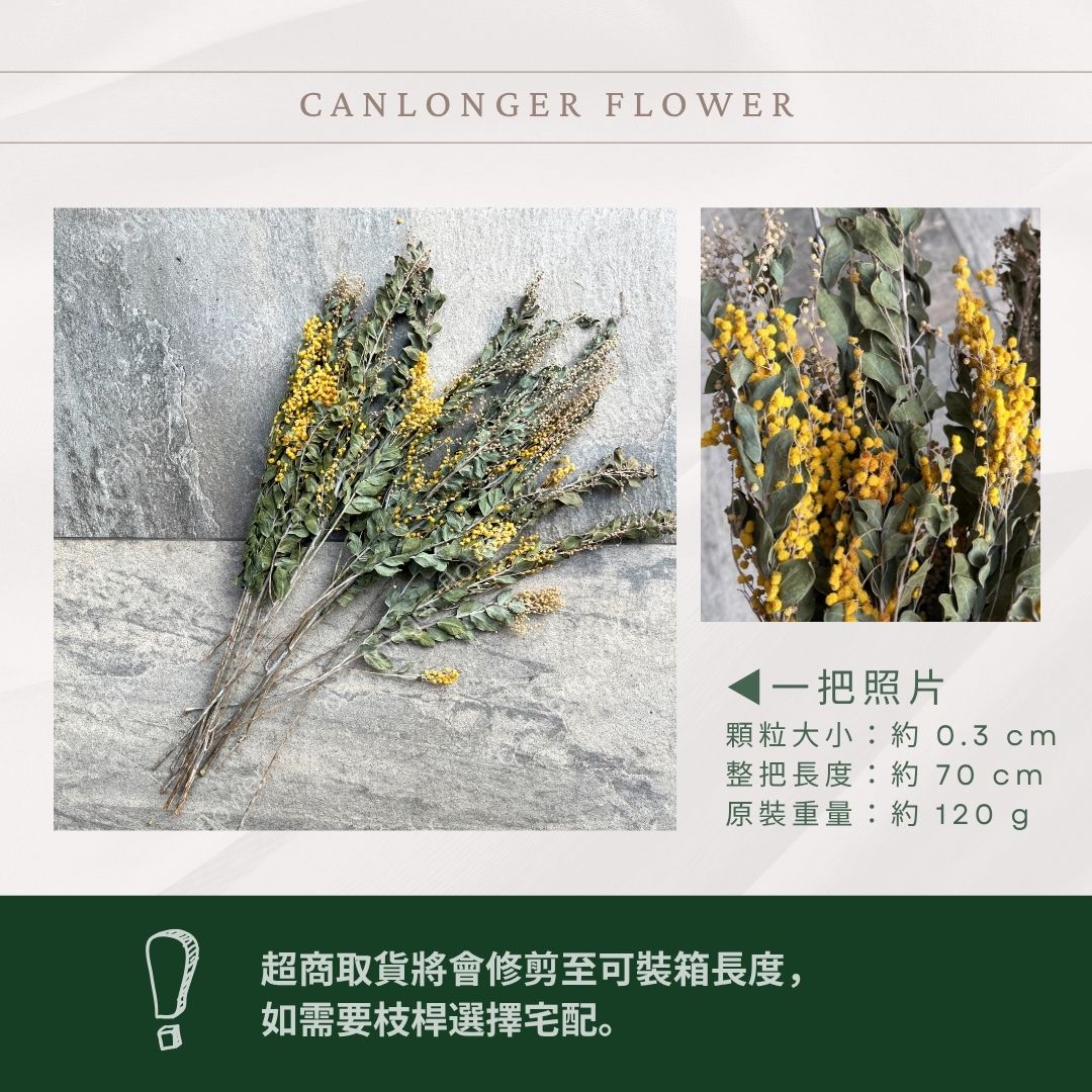DA046 原裝乾燥金合歡｜台灣現貨