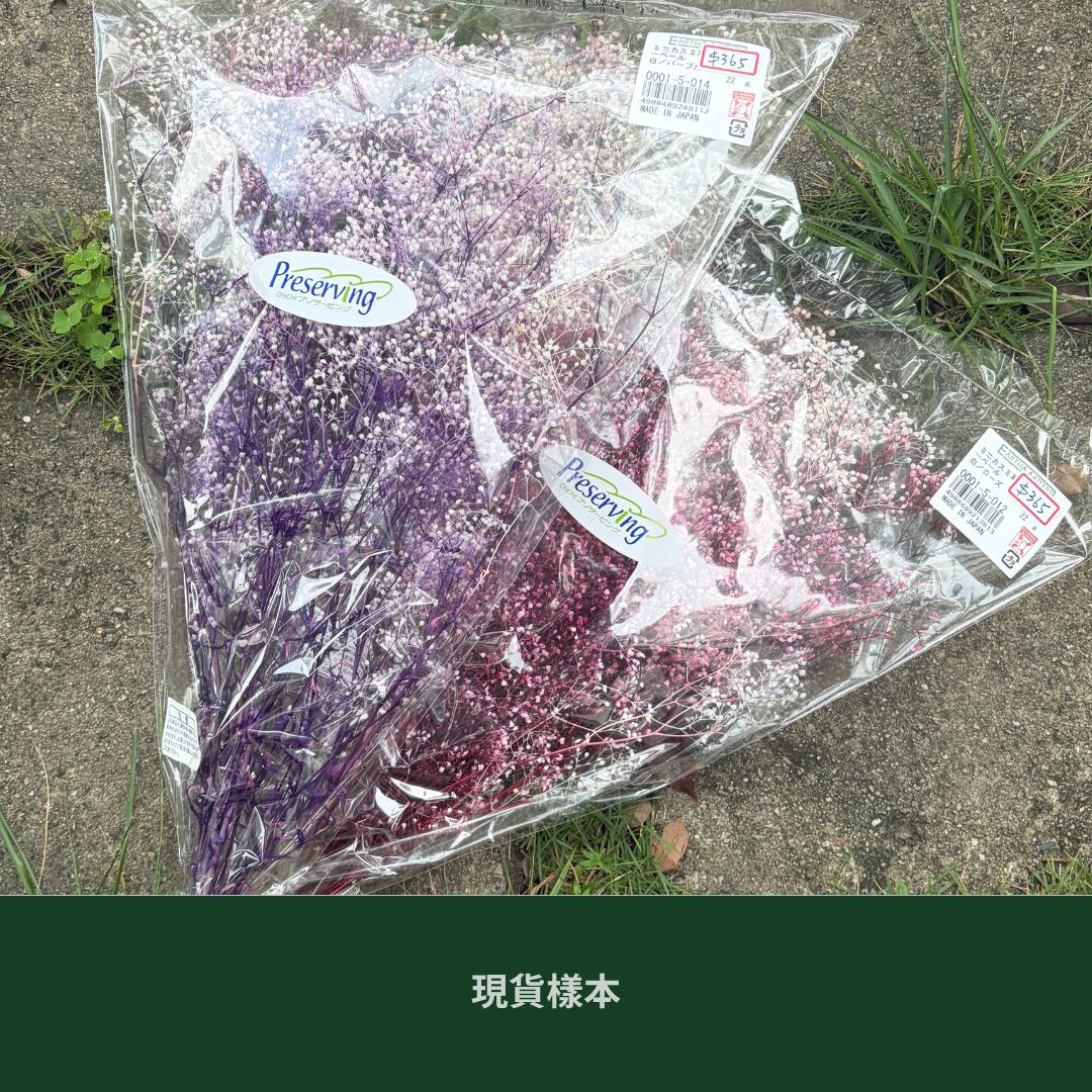 00015/00010迷你滿天星(漸層、亮片) 日本大地農園