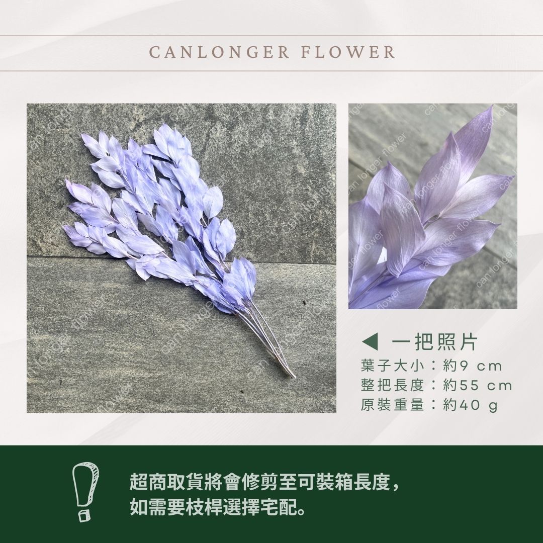 PL007 原裝玉竹葉｜夢幻紫色新登場｜進口不凋玉竹葉 永生桔葉 永生葉材 魚尾葉 桌花 乾燥葉材 花藝材料包 捧花
