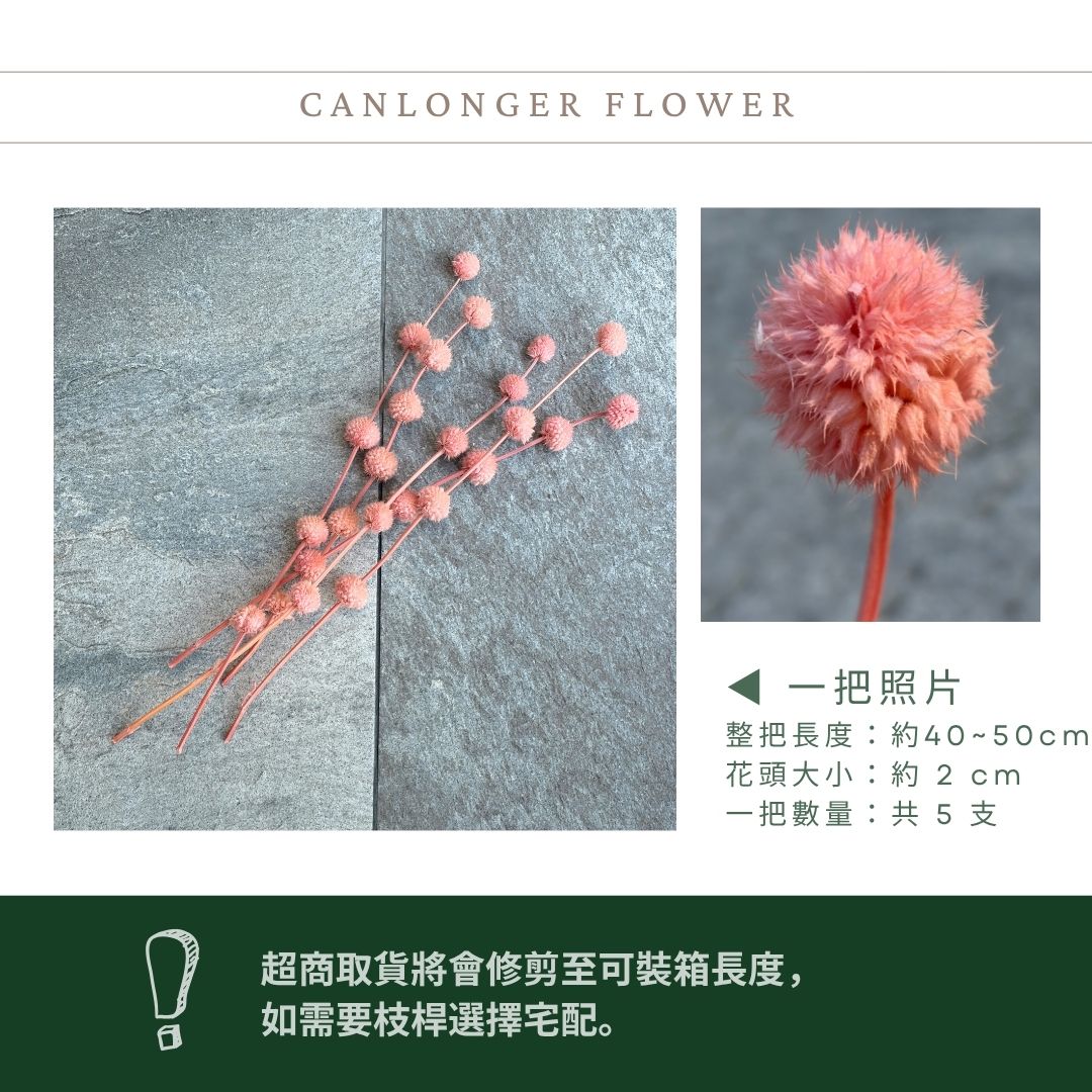 PA053 原裝永生棒棒糖｜公主風永生花 乾燥花 不凋花 永生花材批發 果實花 花藝材料 diy材料 花束 花禮 花圈