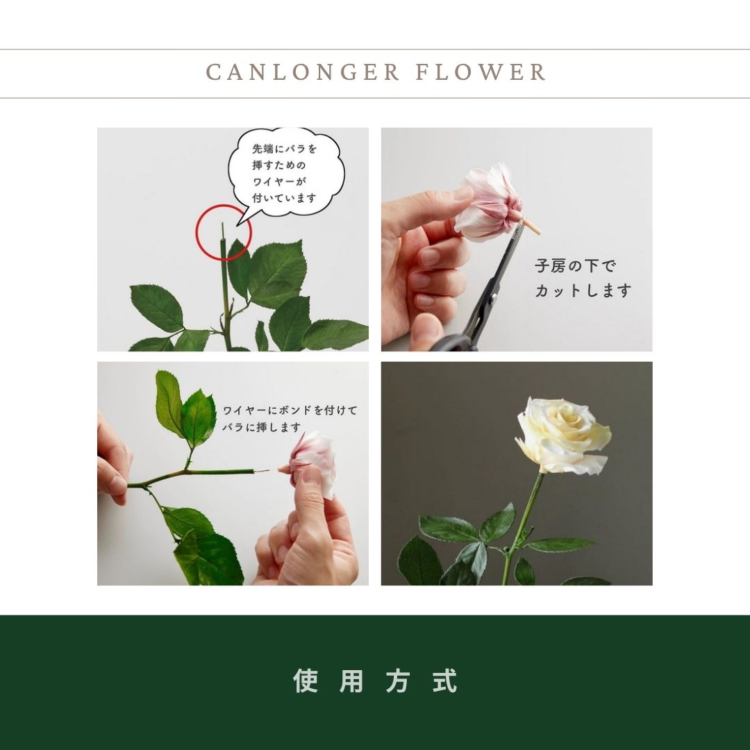 05890 日本大地農園玫瑰花莖 (5支/包) ｜日本進口天然花莖 葉子 樹葉 花束diy 永生花 乾燥花 不凋花