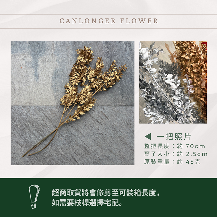 PL008 原裝永生富貴葉｜共五色！永生葉材 批發價 金色富貴葉 銀色富貴葉 乾燥花 永生花 熊貓竹 花藝材料 不凋花