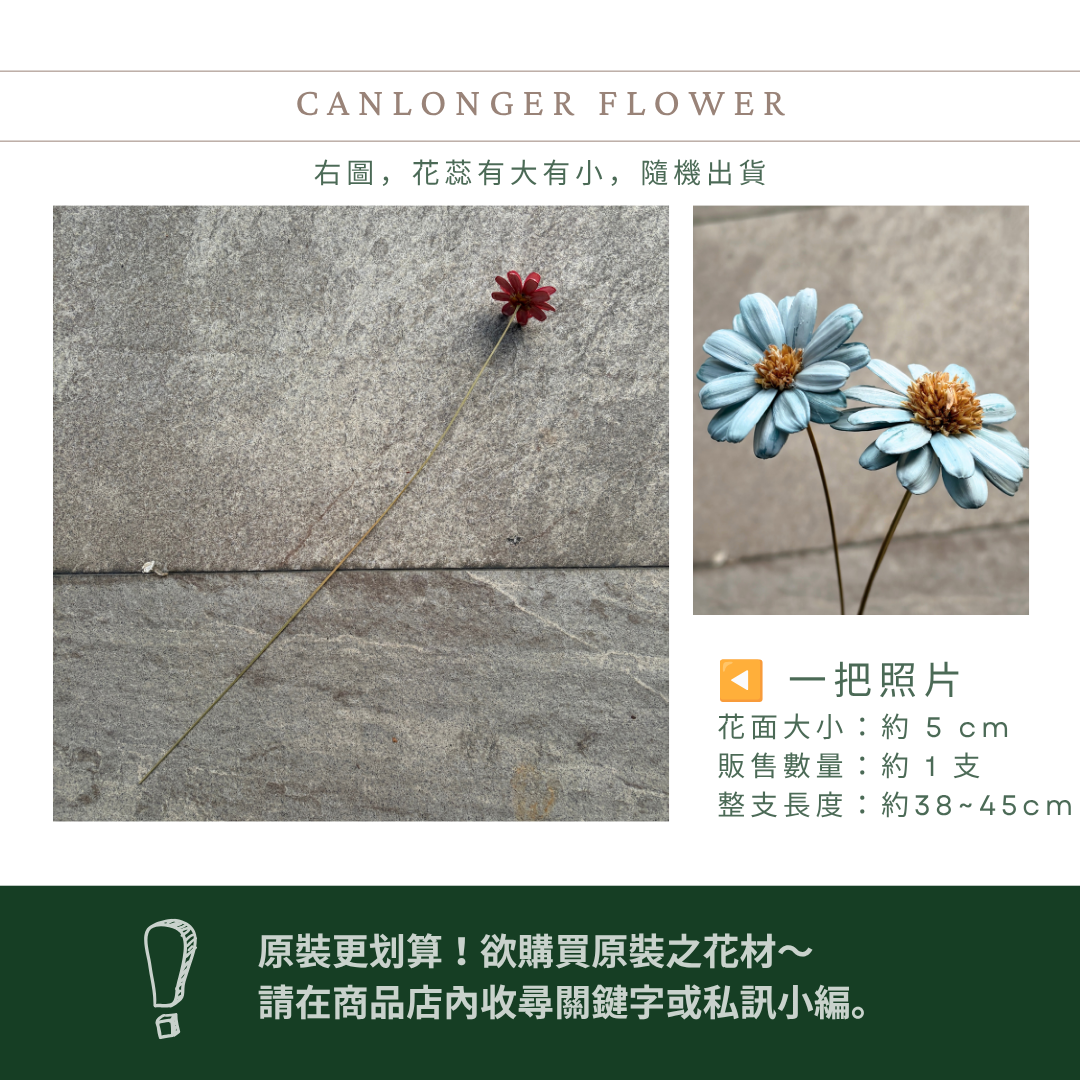 SH58S 瑪格麗特瓜子花｜花藝必買｜乾燥主花 蓬蒿菊 瑪格莉特 乾燥花材 乾燥花 小雛菊 手工花 不凋花 花束材料