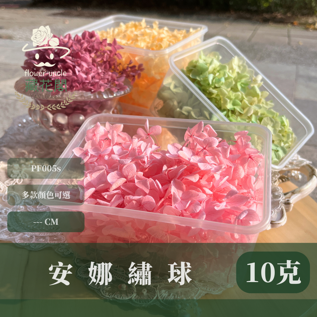 PF005-S 安娜繡球經濟盒裝｜ A級 漸層繡球 紫陽花 永生花 不凋花 乾燥花 DIY花材 拍攝道具 蜉蝣花花材