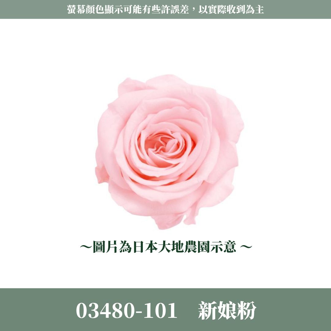 03480 中玫瑰