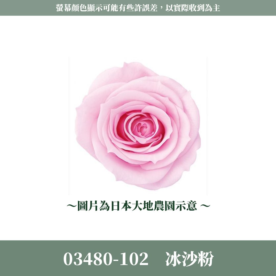 03480 中玫瑰