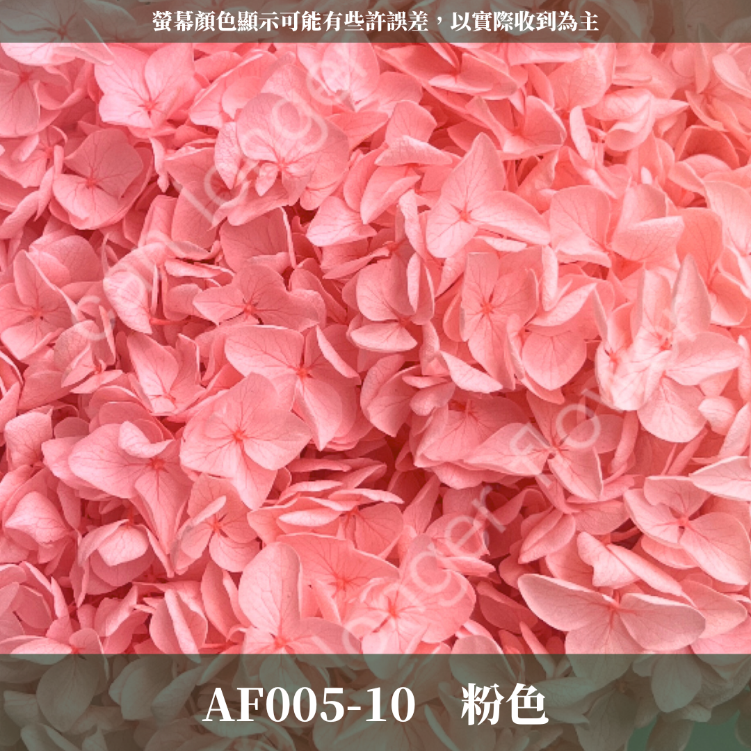 PF005-S 安娜繡球經濟盒裝｜ A級 漸層繡球 紫陽花 永生花 不凋花 乾燥花 DIY花材 拍攝道具 蜉蝣花花材