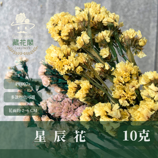 PF007S 星辰花經濟包｜勿忘我 不凋花 永生花材 花藝材料 婚禮花束 DIY捧花 拍照道具 手作素材 鄉村風擺飾