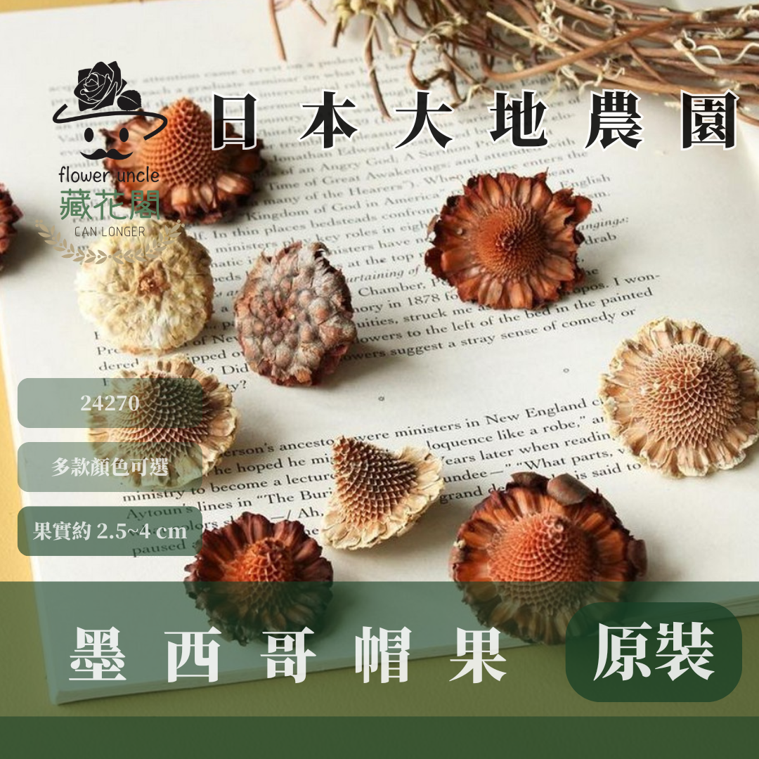 24270 原裝墨西哥帽果(60g) ｜24270-000 メキシカンハット 24270-021 大地農園 日本進口 帽果 墨西哥帽果 聖誕節 果實 花材 果實 永生花 乾燥花 不凋花 乾燥果實 藤圈果實 聖誕節裝飾 聖誕佈置 拍照道具 居家佈置
