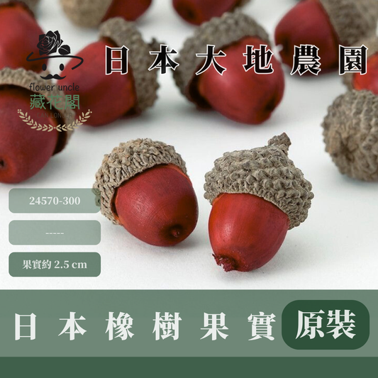 24570-300 原裝日本橡樹果實(20個) ｜紅色天然果實 橡果松果 乾燥素材 花圈材料 手工DIY 聖誕佈景