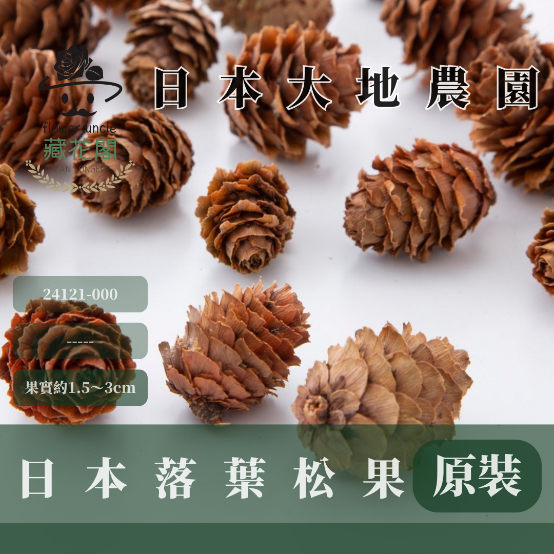 24121-000 原裝日本落葉松果(90g) ｜天然松果 松果 聖誕裝飾 花圈材料 DIY花材 乾燥花材 拍照道具