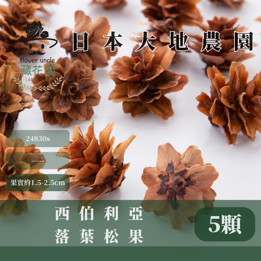 24830S 西伯利亞落葉松果經濟包(5顆/份)｜日本大地農園 進口松果 聖誕材料 花圈素材 花藝裝飾 精油吸附