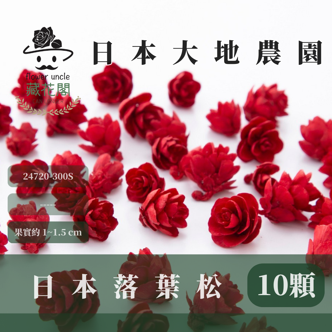 24720-300S 日本落葉松經濟包(10顆)｜日本大地農園 松果 落葉松 彩色落葉松 乾花 客廳擺設 微景觀松塔 拍攝道具 手工DIY 耶誕裝飾 迷你款 插花擺件 裝飾傢居 聖誕材料 耶誕節裝飾松果 松花 聖誕節 花圈 花材 手作 花藝 園藝 花盆裝飾 微景觀 拍攝 落葉松果 落葉雪松果 落葉金松果 拍照道具 乾燥花配件 乾燥花花材 乾燥花材 聖誕花材 聖誕花圈材料 タマラックコーン