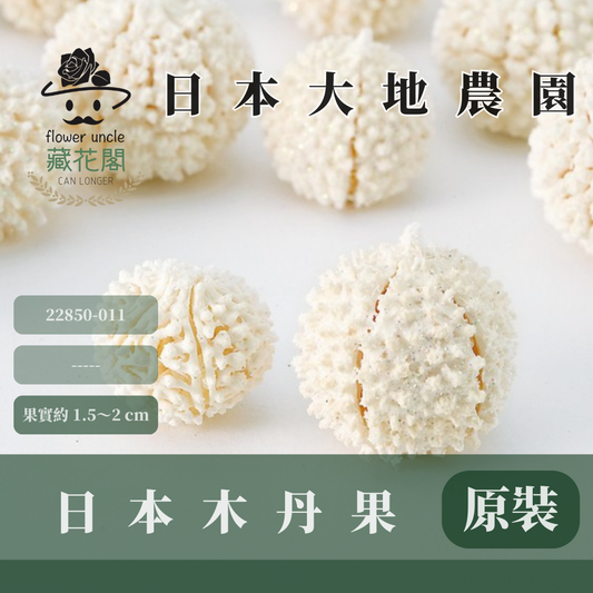 22850-011 原裝日本木丹果(35g) ｜日本大地農園 木丹果 永生果實 乾燥果實 花材 花圈拍照道具 海星果
