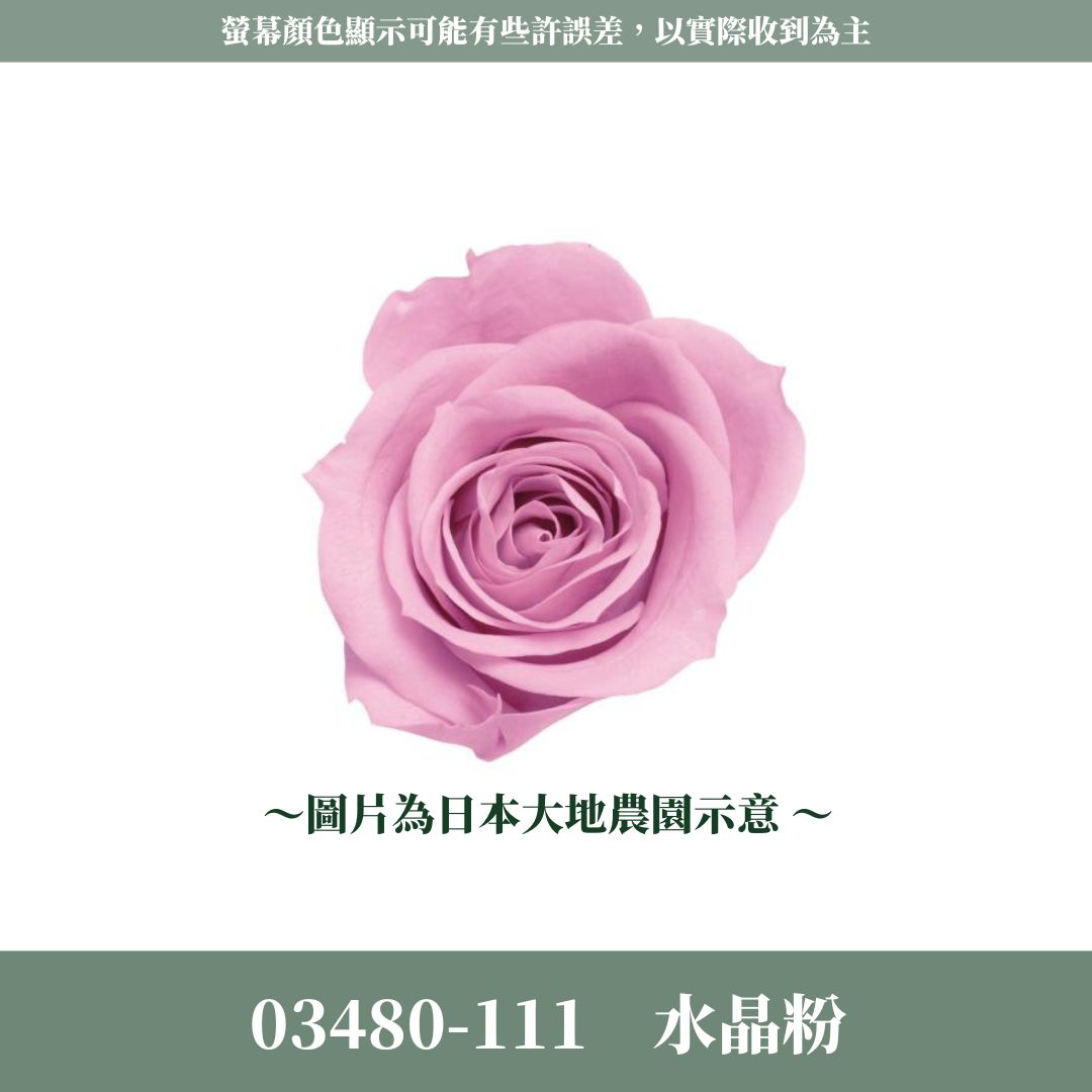 03480 中玫瑰