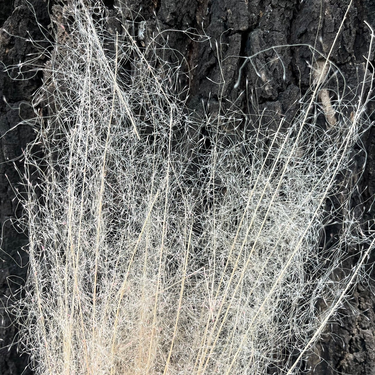 【台灣現貨】PL031-S 粉黛草 (5支) 粉黛 亂子草 芒草 永生花 小份 點綴花材 夢幻 DIY 材料包