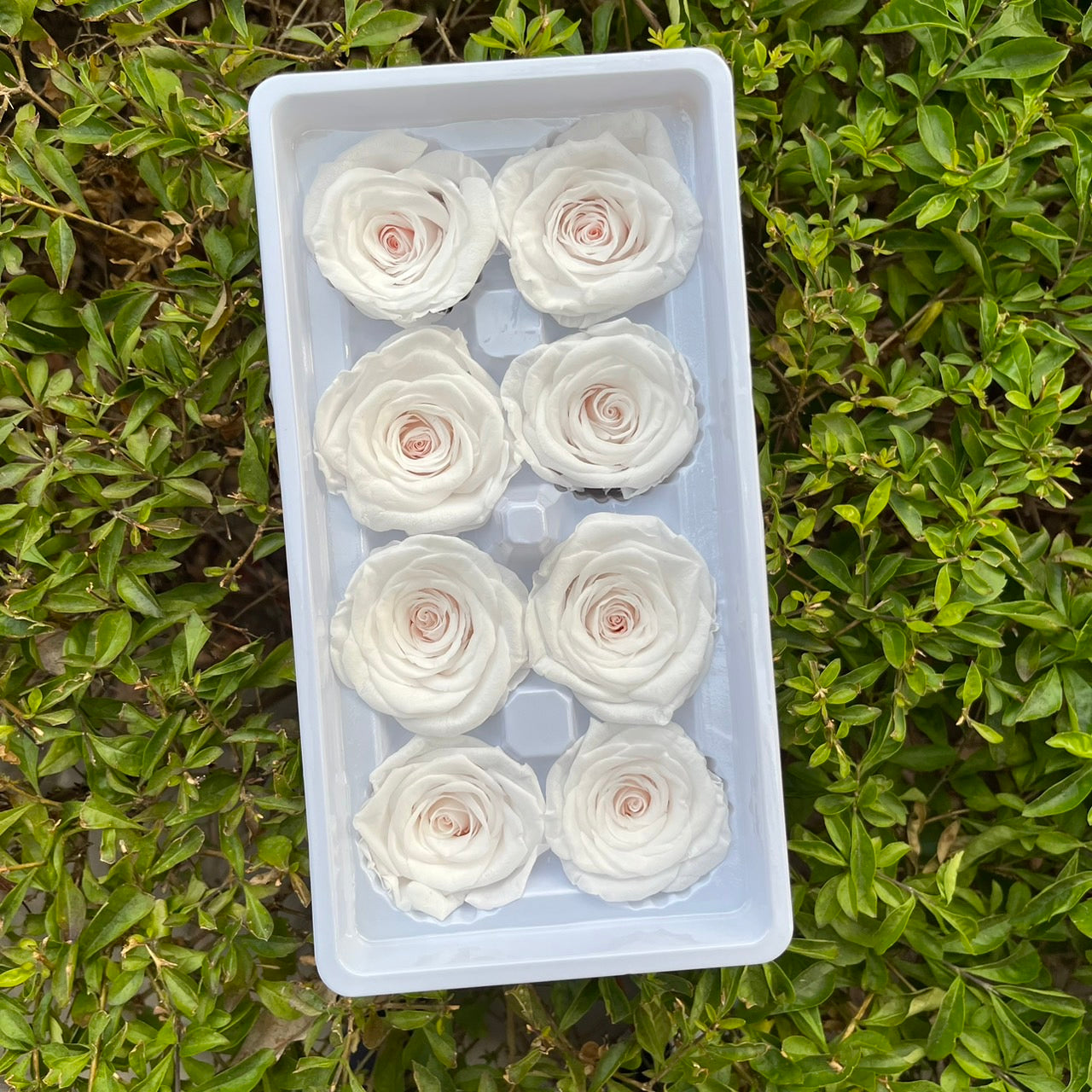 ✿ 台灣現貨 ✿ R08 永生玫瑰 4-5cm 原裝 8朵裝 永生花