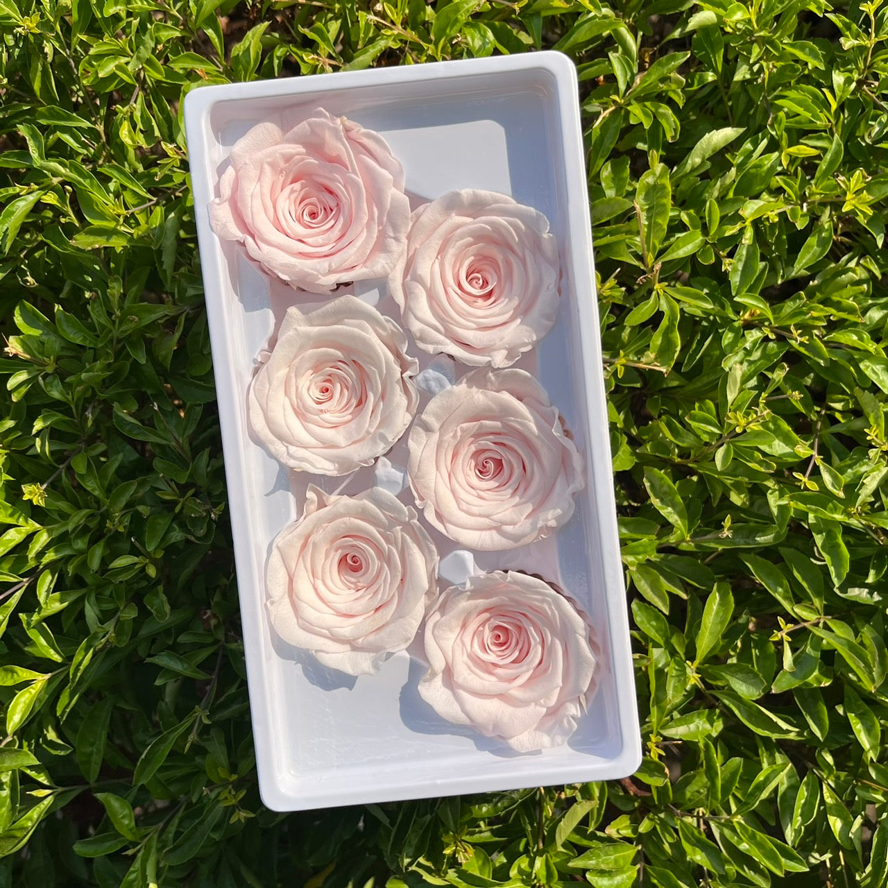 *** R06 永生玫瑰 5~6cm玫瑰 Ａ級 6朵裝 不凋花 小香風玫瑰 色彩款式齊全 莫蘭迪