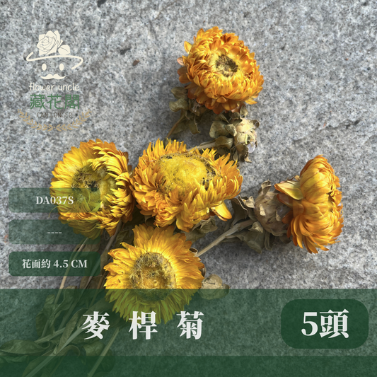 DA037S麥桿菊 小份量 台灣現貨