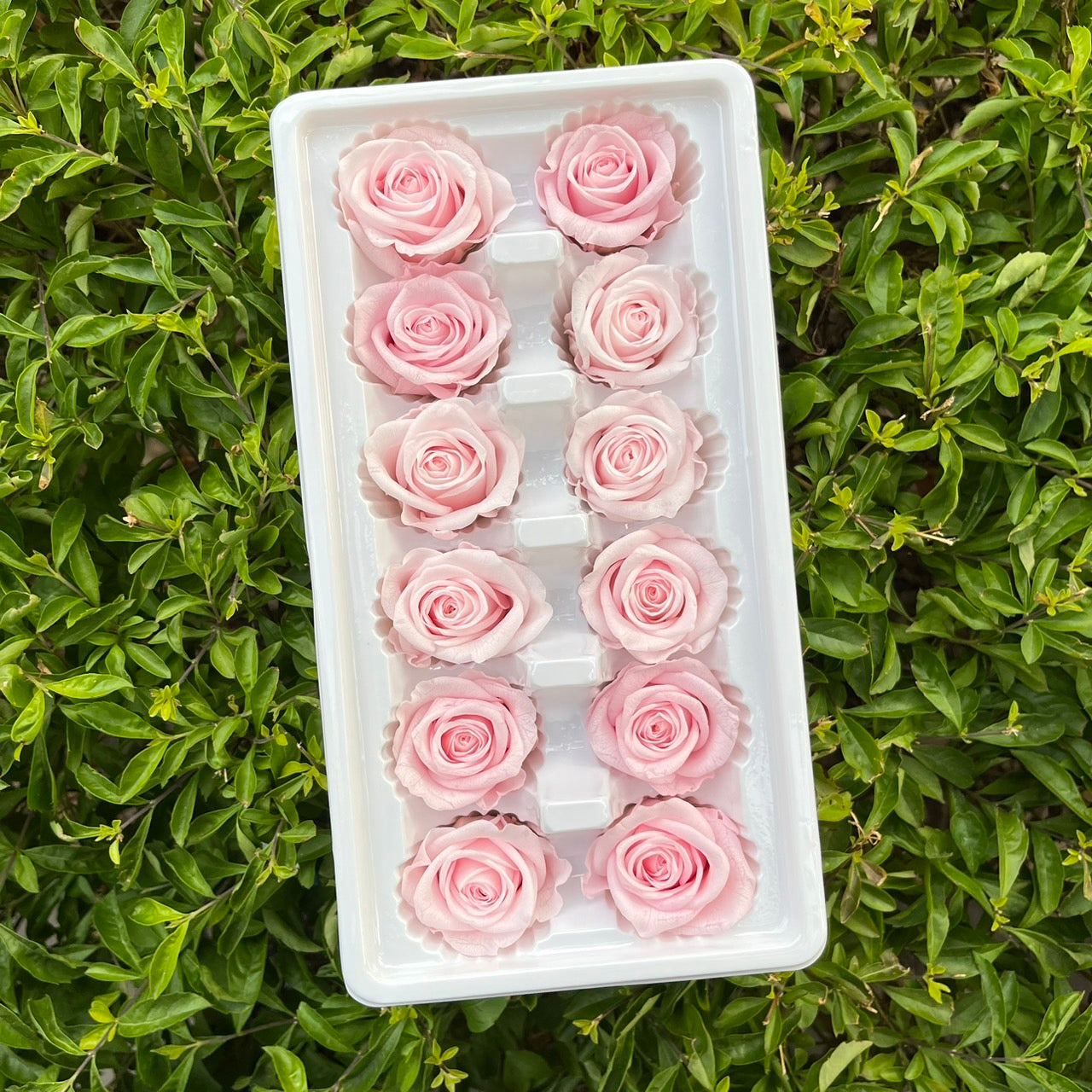 ✿ 台灣現貨 ✿R12 永生玫瑰 3~4cm玫瑰 Ａ級 12朵裝 永生花 不凋花