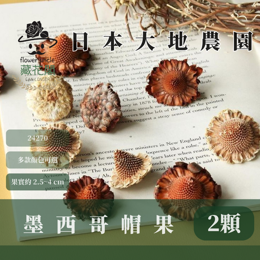 24270S 日本墨西哥帽果經濟包(2顆) ｜24270-000 メキシカンハット 24270-021 大地農園 日本進口 帽果 墨西哥帽果 聖誕節 果實 花材 果實 永生花 乾燥花 不凋花 乾燥果實 藤圈果實 聖誕節裝飾 聖誕佈置 拍照道具 居家佈置