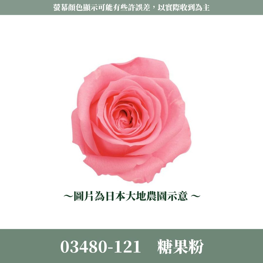 03480 中玫瑰