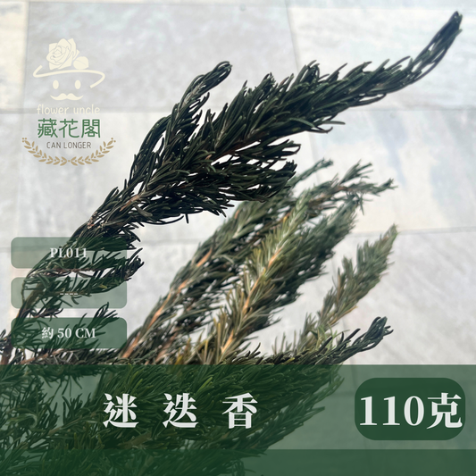 PL011 迷迭香 台灣現貨 香草植物