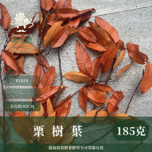 ✿ 台灣現貨 ✿ PL018 栗樹葉 原裝