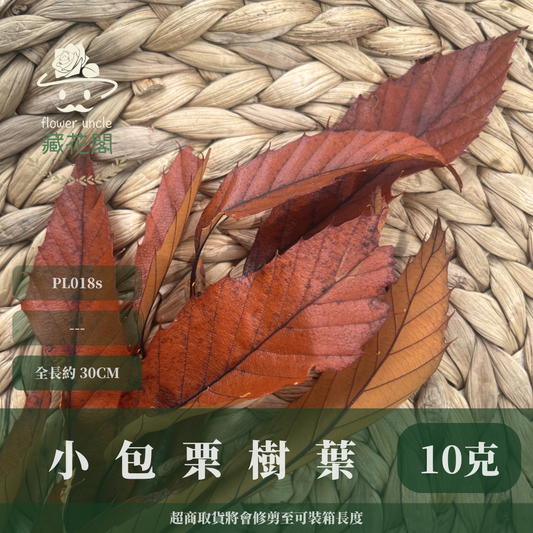 ✿ 台灣現貨 ✿ PL018s 栗樹葉 小份