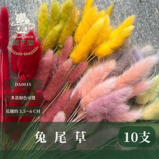 DA001S 兔尾草 10支 小份量 台灣現貨
