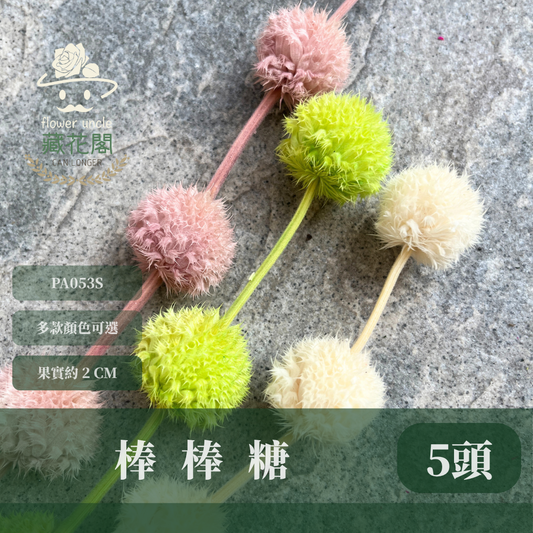 PA053S 棒棒糖 小份量（五頭）