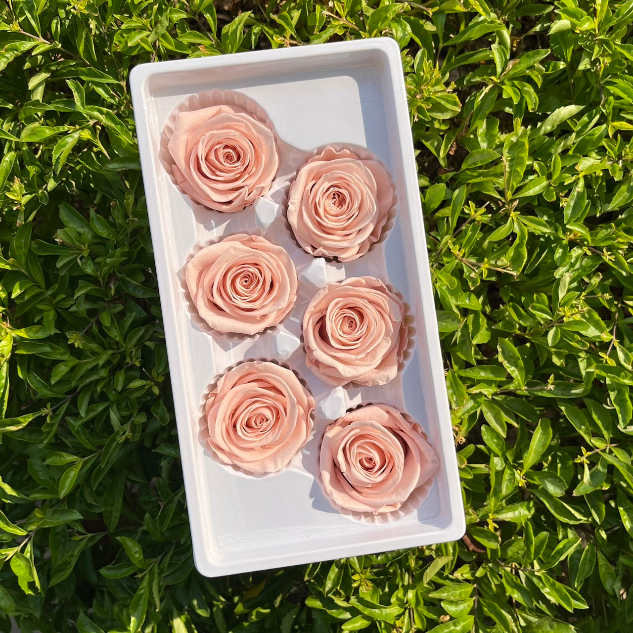 *** R06 永生玫瑰 5~6cm玫瑰 Ａ級 6朵裝 不凋花 小香風玫瑰 色彩款式齊全 莫蘭迪