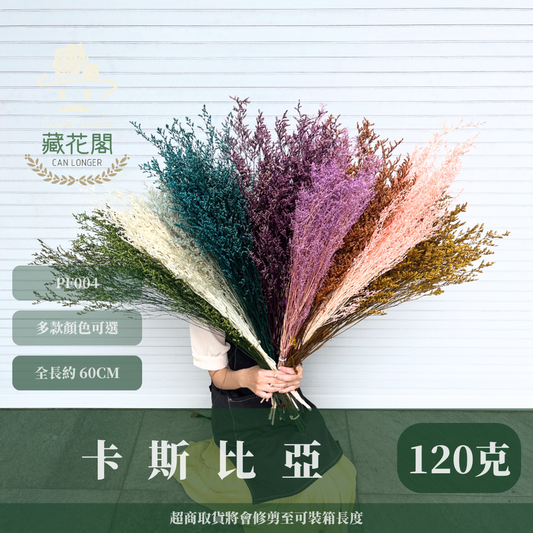 PF004 卡斯比亞/情人草 原裝 台灣現貨