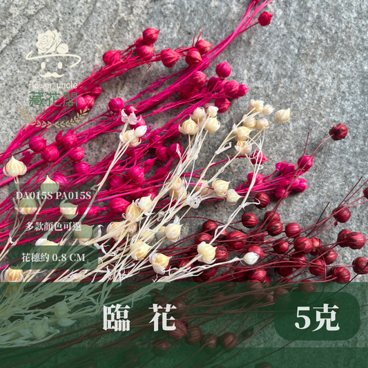 DA015S PA015S 臨花 小份量約5克 台灣現貨