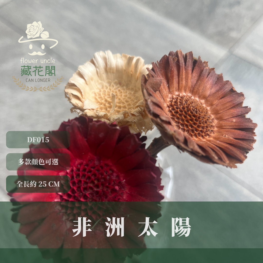 DF015 非洲太陽 非洲太陽菊 原裝