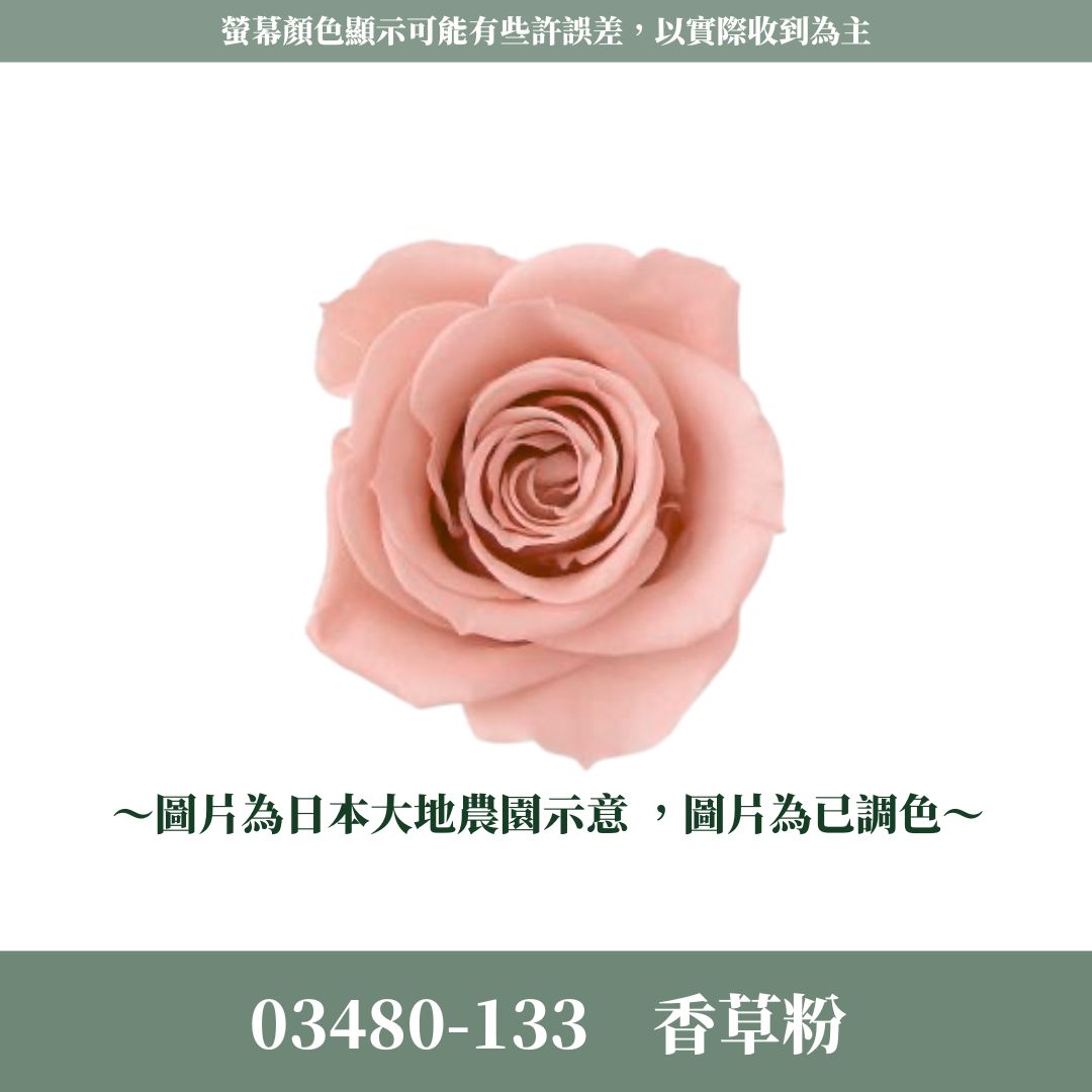 03480 中玫瑰