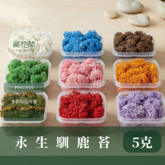 PF018-XS 永生馴鹿苔補充包｜特級永生水草 微景觀水苔 苔蘚造景 乾燥花 不凋花 永生花藝材料 撲底用草 假草皮