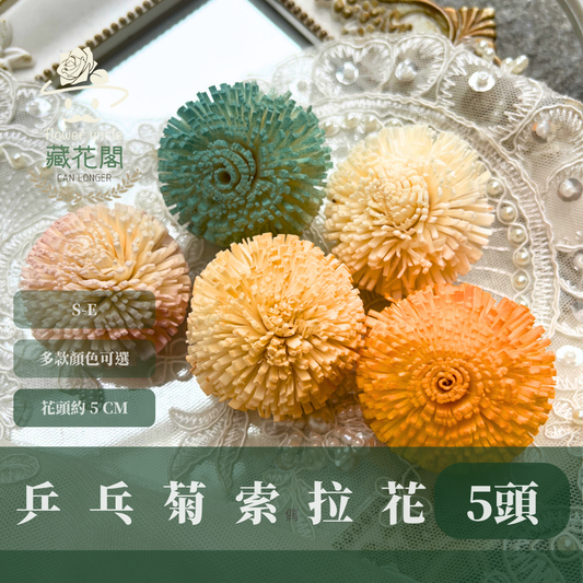 S-E 乒乓菊索拉花 5CM 通草花 擴香花 乒乓 乒乓球 乒乓花型 台灣現貨