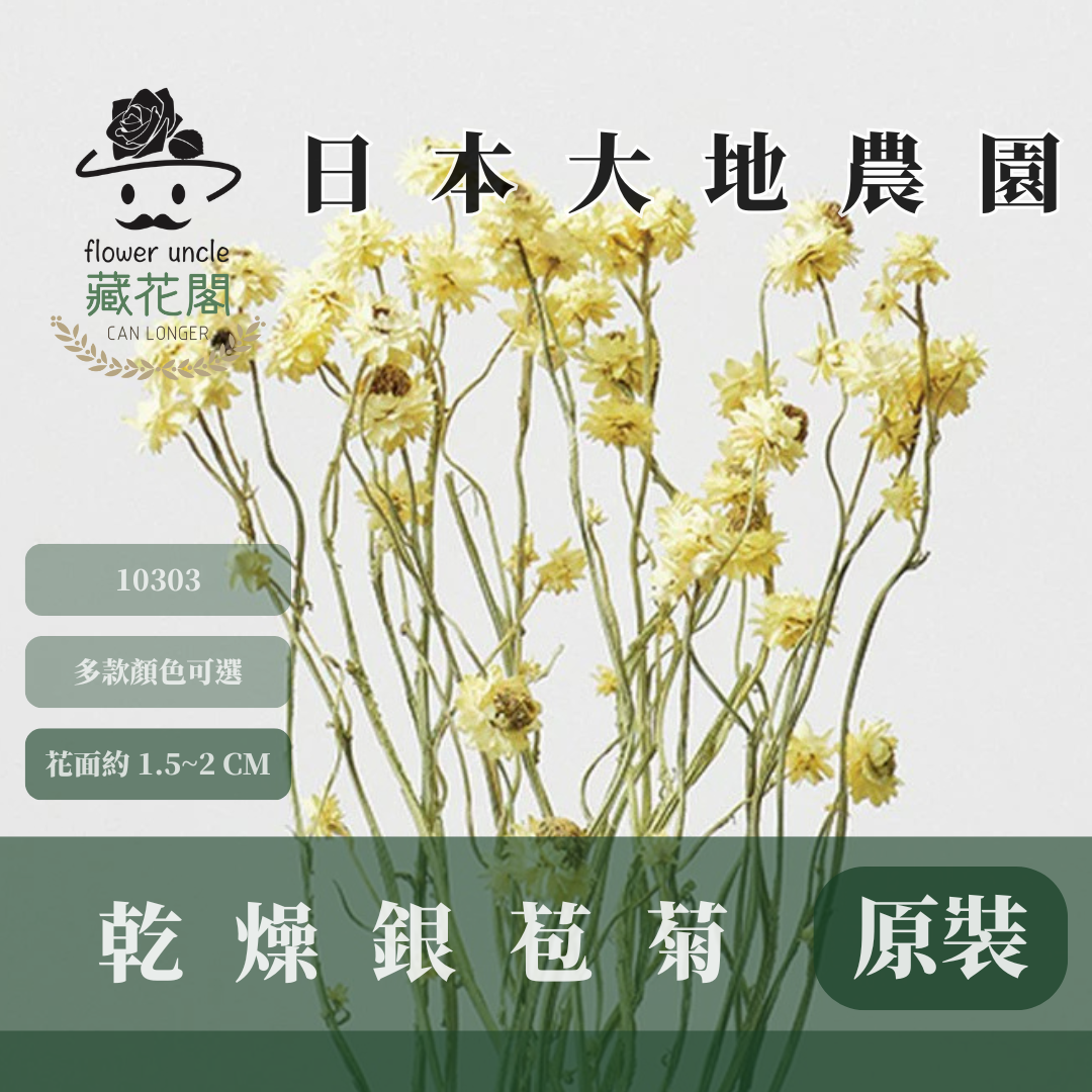 10303 銀苞菊 乾燥銀苞菊 日本大地農園 日本銀苞菊 進口花材 日本乾燥花 日本花材 アンモビューム