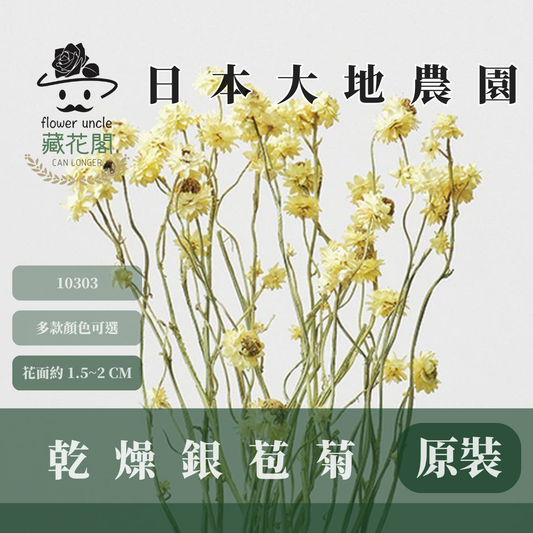 10303 銀苞菊 乾燥銀苞菊 日本大地農園 日本銀苞菊 進口花材 日本乾燥花 日本花材 アンモビューム