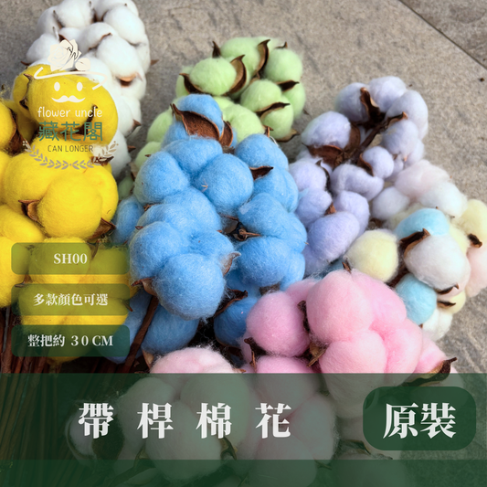 SH00 原裝棉花｜12+6種顏色 特殊五辦棉花特殊款 單支白色棉花 天然棉花 乾燥花 花藝 多色棉花 棉花 手工花
