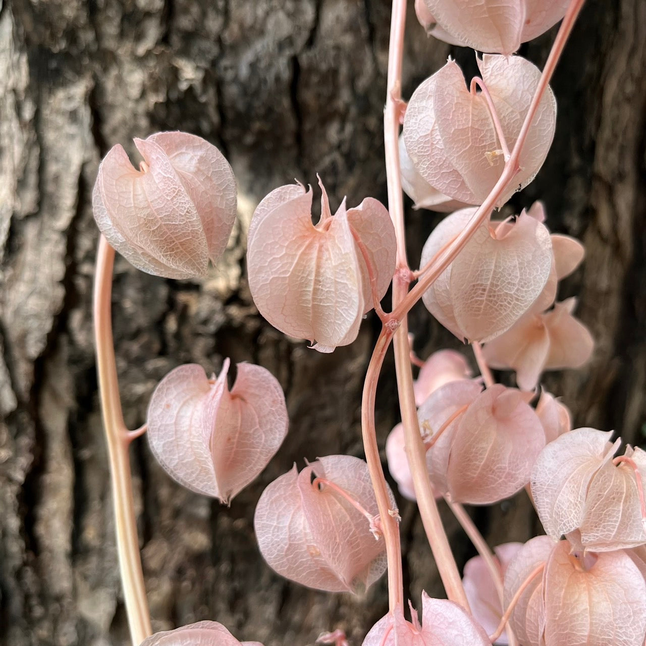 ✿ 台灣現貨 ✿ PA035s 風鈴果 小份量