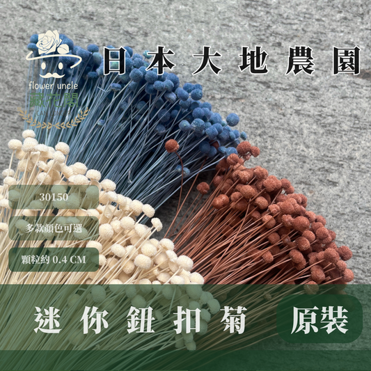 30150 迷你鈕扣菊 ピンキーボタン 菊花  迷你菊 日本大地農園 原裝 日本進口 台灣現貨